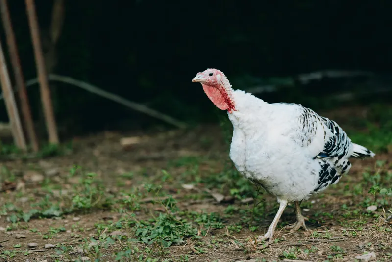Turkey, domestic turkey, white turkey, farm bird, walking turkey, outdoor poultry: adult white domestic turkey walking on dirt and grass, alert and curious with red wattle in rural farmyard lifestyle