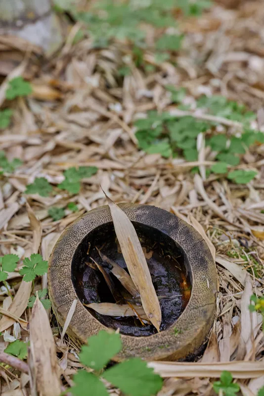 Bamboo hollow filled with water and fallen leaves on forest ground, closeup of decaying stalk and natural debris with green seedlings showing moist texture and outdoor nature.
