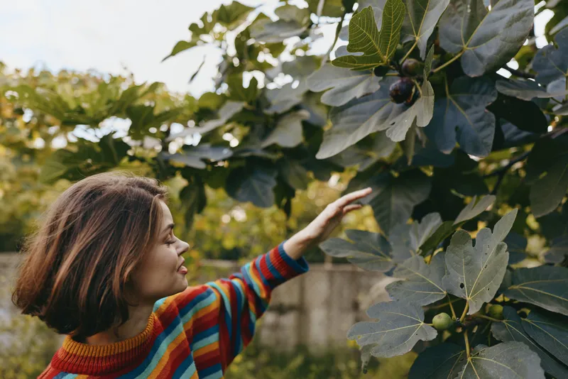 girl fig tree reaching in garden outdoors, child in colorful striped sweater reaching up to pick ripe fruit from branch. Natural light, profile portrait, autumn harvest moment.