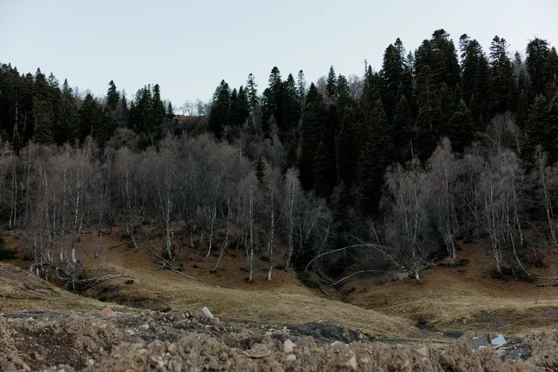 Осенний лес, деревья, пейзаж, свежий воздух, путешествие