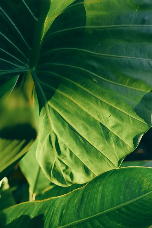 A closeup of lush tropical leaves with rich green tones and pronounced veins, conveying a calm, nature driven lifestyle, outdoor relaxation, and natural beauty.