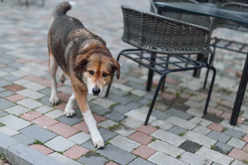 A brown and white dog walks along a tiled pavement beside outdoor cafe chairs, with a focused gaze and a calm, everyday street mood under soft daylight.