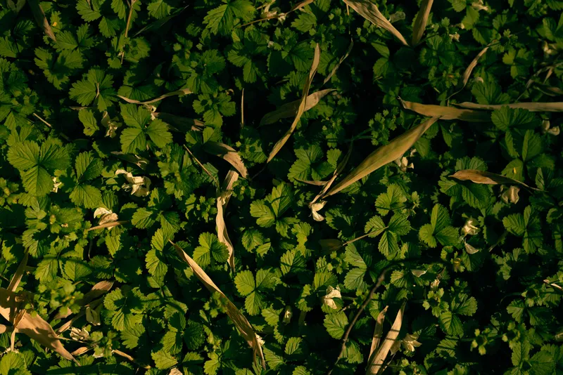 Groundcover leaves green foliage grass sunlight create a dense carpet of small plants, closeup texture and shadow patterns on a garden floor, natural botanical detail and growth