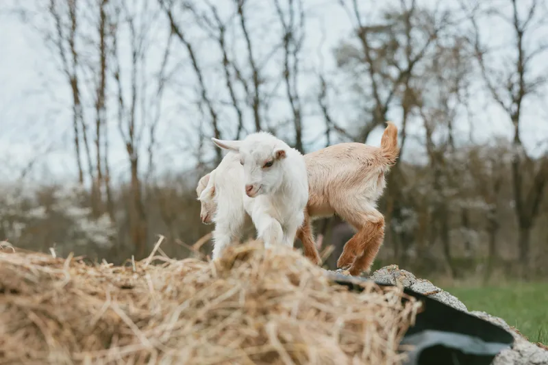 Two young goat kids play on a pile of hay in a natural outdoor setting during early spring with bare trees and soft daylight in the background.