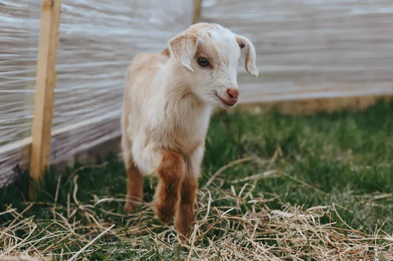 Goat, kid in farm outdoors, near straw bed and wooden fence, looks curious and gentle, capturing a candid rural moment in a simple outdoor setting, suitable for lifestyle and animal care themes.