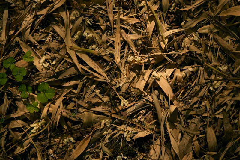 Leaves dry fallen on ground, brown foliage texture and organic debris under warm light, nature background with scattered twigs and subtle green sprouts for seasonal forest floor
