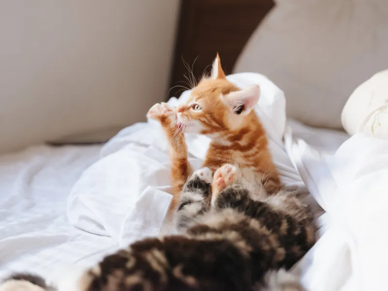 Маленькие котята лежат на кровати, забавные домашние питомцы