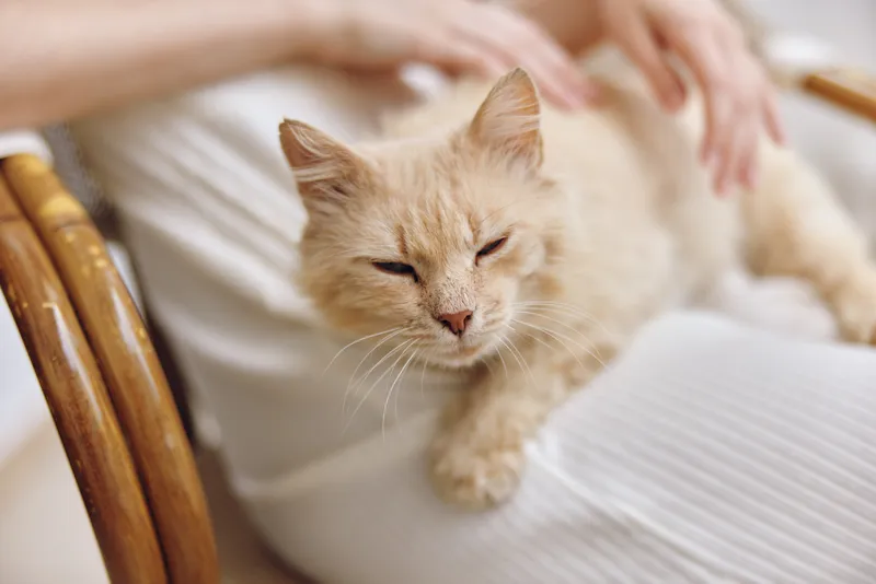 Кошка отдыхает на женских ногах, домашний питомец, любовь, дружба