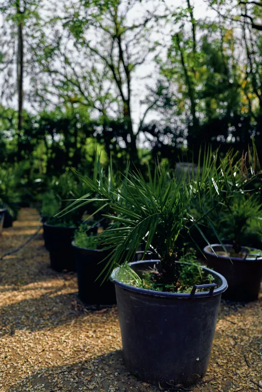 potted plants nursery pots garden saplings in outdoor nursery row, black containers on gravel path with leafy trees background, green foliage and sunlight in spring