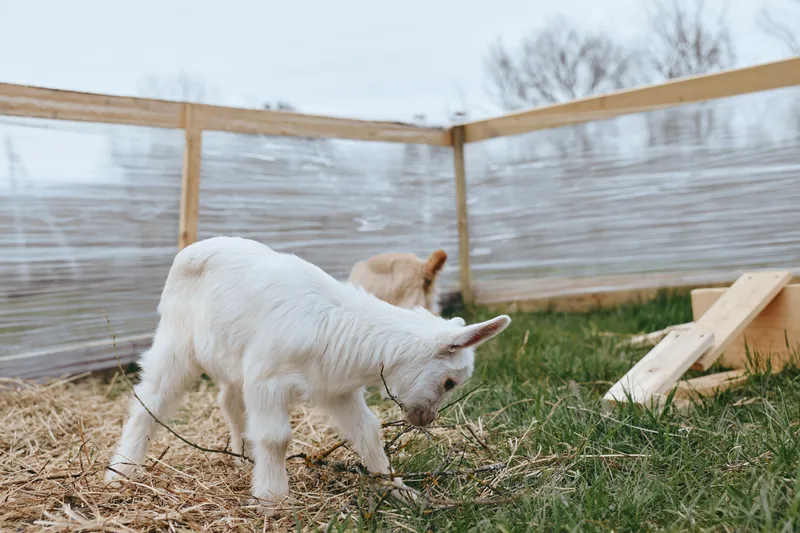 White goat kid explores a straw yard inside a wooden pen on a chilly day. Rustic farm lifestyle, curious animal behavior, natural light creates a calm, pastoral mood ideal for shots.