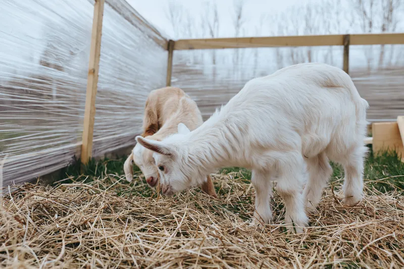 Goat kid and white goat in a straw covered pen, farm setting, calm playful moment, natural light, outdoor lifestyle, rustic atmosphere, animal companionship.