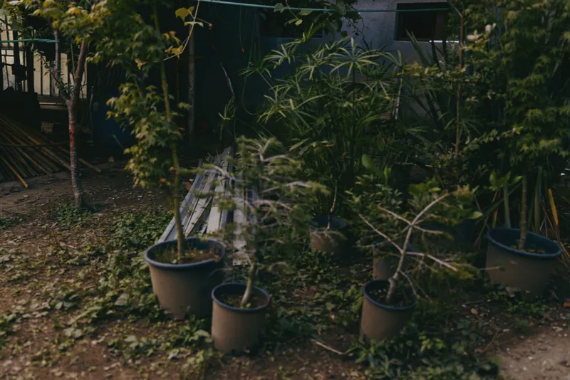 Potted plants, backyard garden, wooden bench, urban courtyard, evening light, potted trees create a quiet moody scene with terracotta pots, overgrown ground and home gardening atmosphere.