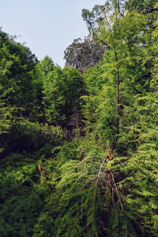 Forest trees greenery foliage nature woodland hillside leaves in a lush slope scene with dense canopy, sunlight and moss-covered branches creating a serene outdoor landscape.