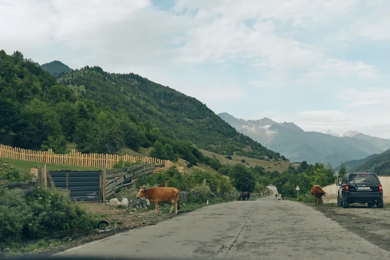 Cows graze beside a rural road with green hills and distant mountains, while a car rests on the roadside, creating a tranquil countryside scene at dawn