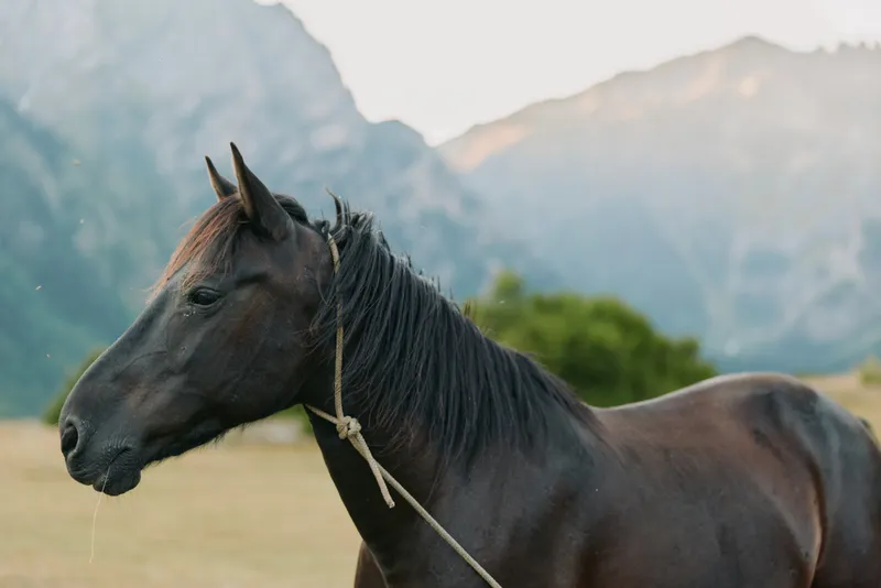 A calm dark horse stands in a sunlit field with distant mountains behind it. The animal wears a simple rope halter, gazing softly, conveying peace and natural rural beauty.