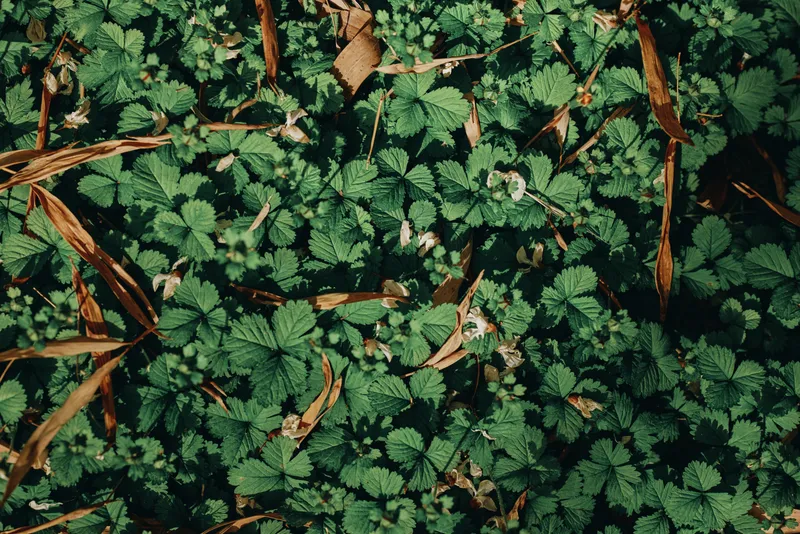 Leaves, ground, foliage, plants, greenery, nature cover a forest floor in closeup, dense green leaf texture with scattered brown twigs and dry leaves creating a natural patterned carpet.