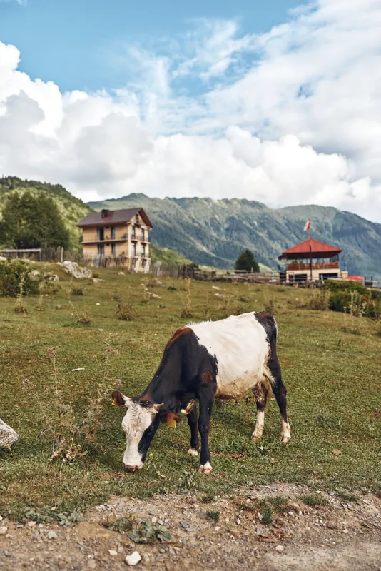 Cow grazing in grassy pasture with farmhouse and mountains, rustic rural scene under blue sky, authenticity inclusivity