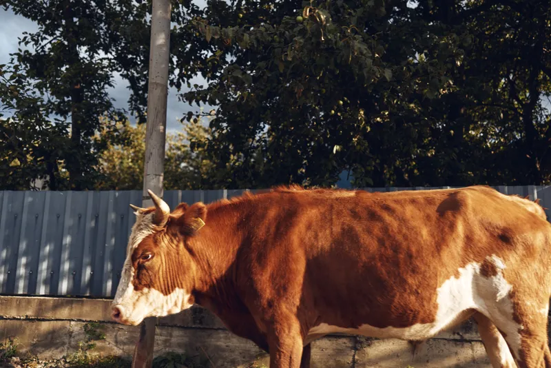 Cow cattle livestock farm brown grazing in rural yard under tall trees