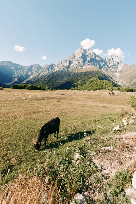 Cow grazing in a meadow beneath a mountain, pastoral pasture landscape and field in nature with alpine sky and sunlight, rural farm scenery and solitary livestock on green grassland.