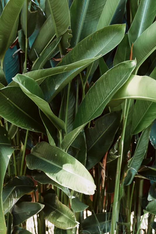Close up of lush tropical leaves, sunlit greenery, natural textures, calm outdoor vibe, vibrant foliage and peaceful atmosphere in a serene plant scene