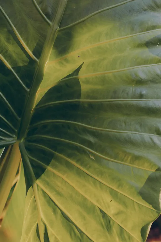 Close-up of a large green leaf in natural light, highlighting detailed veins, soft texture, and a serene outdoor lifestyle moment amid lush foliage, gentle breeze, warm tones, calm mood
