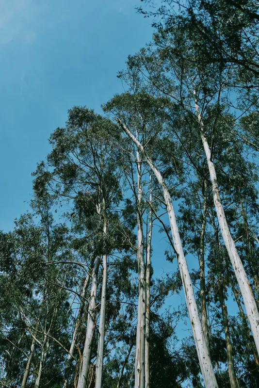 Trees in a dense forest reaching tall into a clear blue sky, nature scene with high trunks and green treetops swaying in a soft breeze, vertical perspective and serene atmosphere