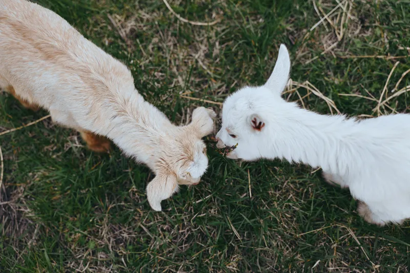 Two young goats with light fur eat grass together in a natural outdoor setting during daytime, showing a peaceful rural lifestyle moment.