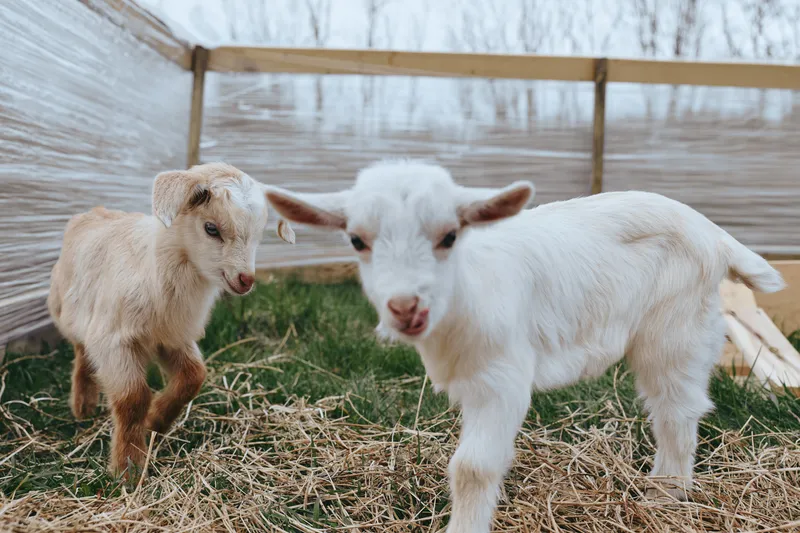 goat, kid, animal, farm, outdoors, straw, playful, curious, two young goats in a sunny pen, rustic setting, lifestyle moment showcasing farm life, wholesome atmosphere, gentle interaction, bright