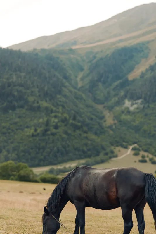 A solitary horse grazes on a sunlit meadow with distant rolling hills, creating a peaceful rural scene rich in natural texture, calm mood, and a sense of quiet countryside.
