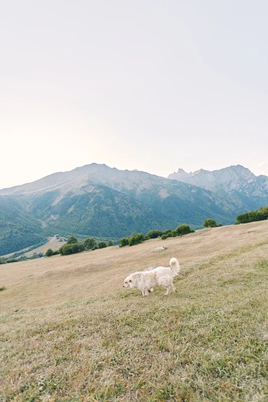 Dog landscape mountain meadow grass nature outdoor field pet countryside scene with a white fluffy dog walking on a grassy hillside against distant mountains under pale sky.
