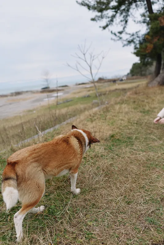 Dog and canine explore a grassy shoreline beside calm water, with a distant tree and open sky, capturing a candid outdoor moment of companionship on a breezy day, near the lake
