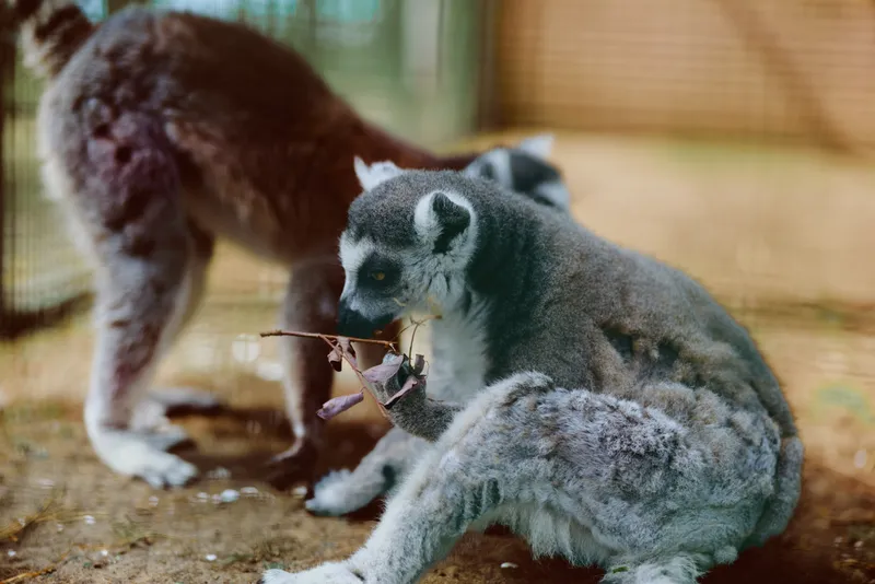 lemur ringtailed animal zoo primate mammal wildlife baby sitting and feeding on a branch in an enclosure, cute furry portrait showing grooming behavior and playful tail in natural light.