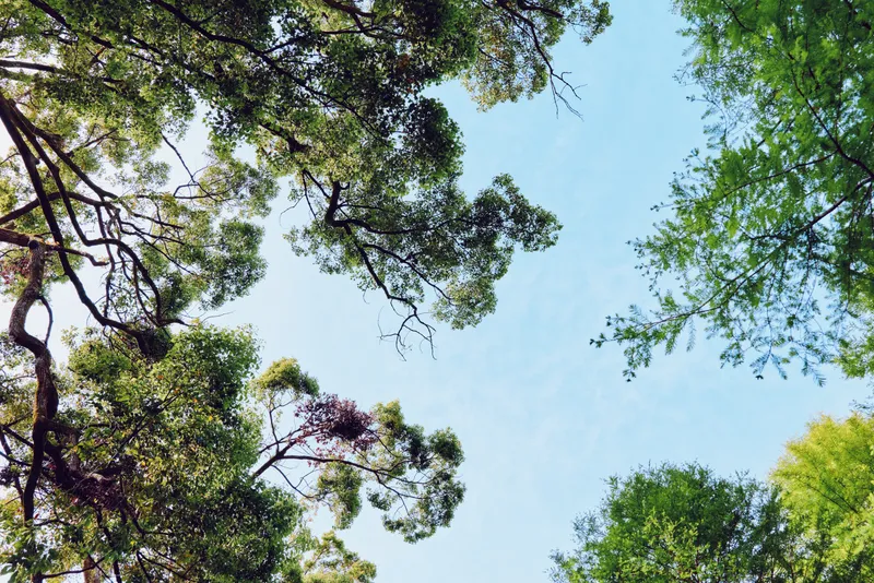 Trees canopy and blue sky with green leaves and branches, top view of forest foliage and sunlight filtering through treetops, natural outdoor background for nature scenes