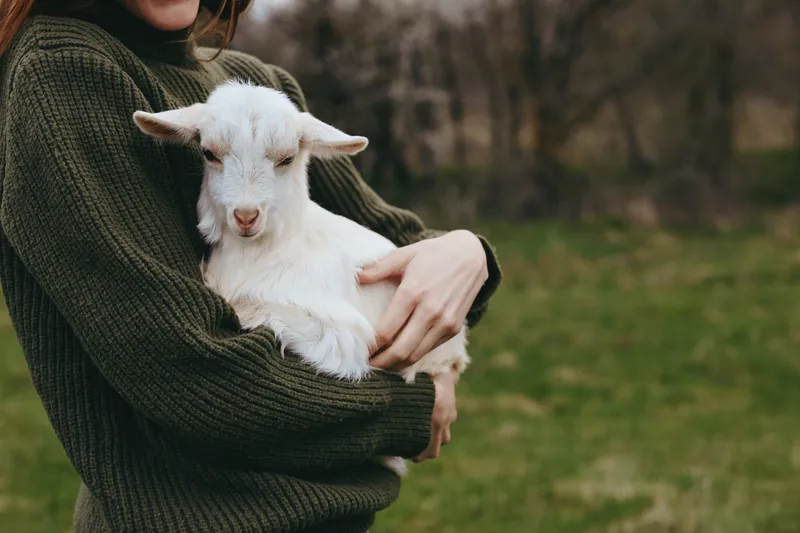 A woman in a dark knit sweater gently holds a white goat kid in a sunlit grassy field, showing warmth, trust, and a simple rural lifestyle with open countryside behind.
