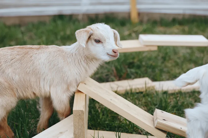 A curious goat kid explores a wooden frame in a sunny yard, showing playful, gentle behavior. The scene highlights rural life, animal curiosity, and outdoor interaction in a safe, simple farm setting.