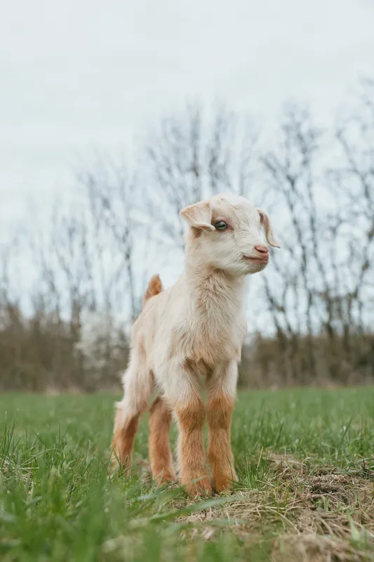 Goat kid standing in a grassy field, outdoors, during daytime. Close-up of curious expression, rustic countryside mood, simple lifestyle scene, fresh air, gentle light, and natural textures.