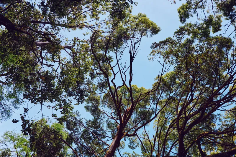 Tree canopy with intertwining branches and green leaves against blue sky. Sunlit foliage and textured trunks create natural pattern and serene woodland atmosphere from below.
