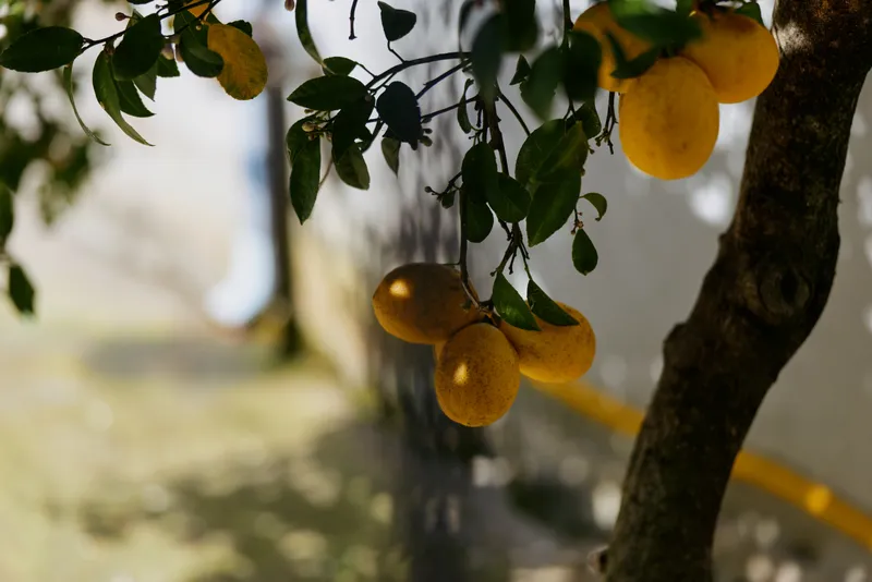 Lemons hang from a sunlit tree in a calm outdoor scene, capturing bright fruit detail, green leaves, and warm sunlight on yellow skins in a tranquil garden setting for a natural lifestyle.