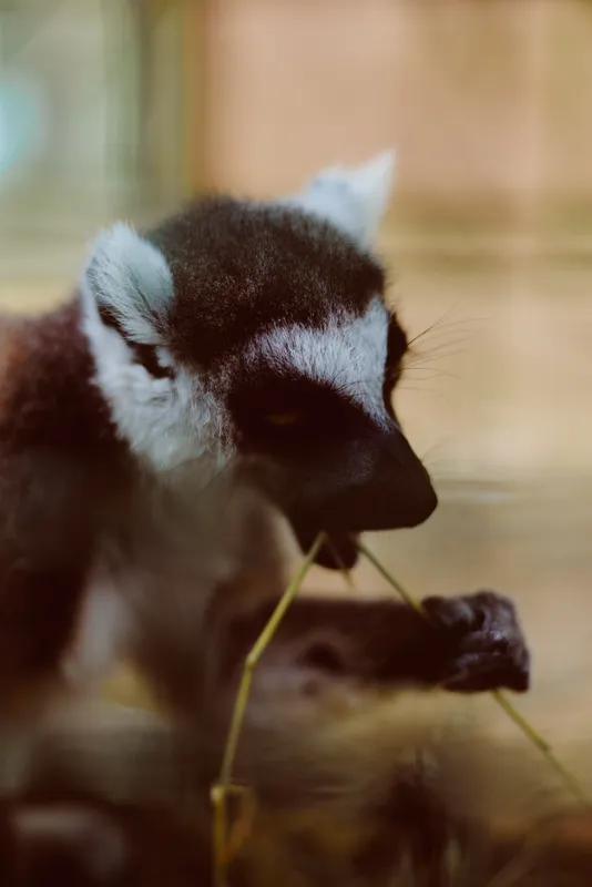Lemur primate animal closeup feeding wildlife portrait baby eating grass with soft fur and whiskers, close shot showing detailed eyes, mouth and curious hands in natural habitat