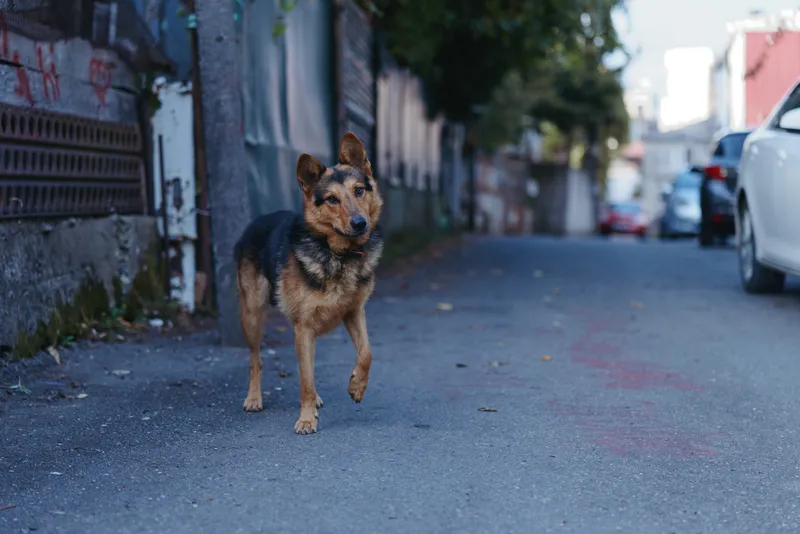 Dog walking on urban street and alley, stray medium dog on pavement near parked cars and buildings, portrait full body with shallow depth of field and soft city background