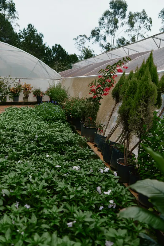 Lush greenhouse filled with vibrant green plants and colorful flowers, showcasing a healthy plant growth environment and serene atmosphere