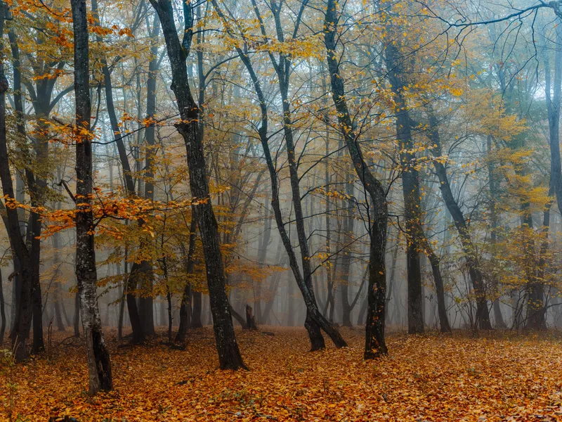 Осенний лес, деревья с желтыми листьями, туман, природа
