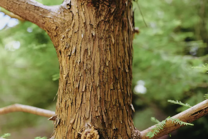 Tree bark trunk closeup texture forest detail of rugged brown wood with peeling layers and branches, natural outdoor scenery showing organic patterns and mossy highlights and soft bokeh