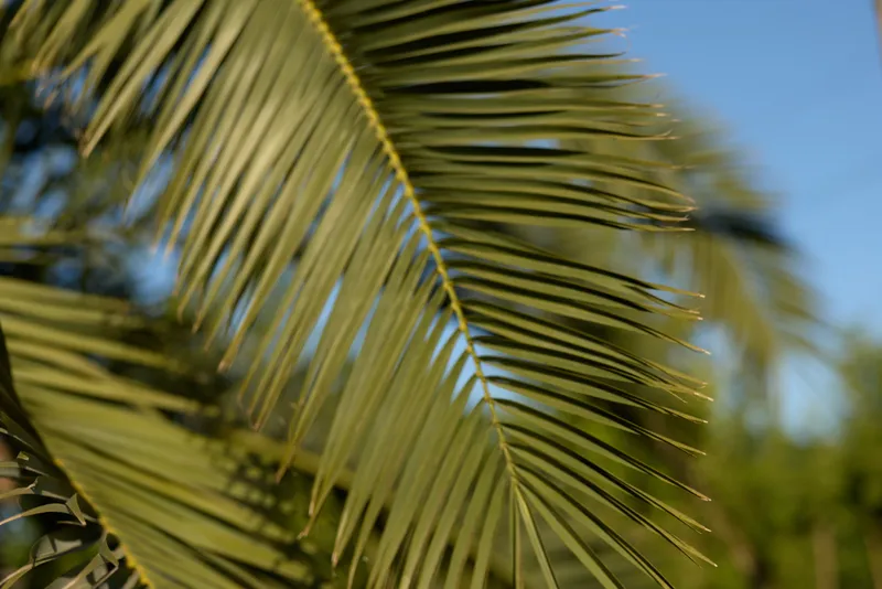 Palm leaf close-up in natural sunlight against clear blue sky with blurred green background, showcasing tropical foliage details and vibrant colors.