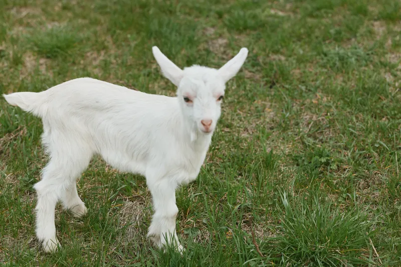 Goat kid outdoors, white young animal in grassy field, gentle sunlight, curious expression, peaceful rural scene, natural textures, simple countryside mood bright mornings brighten the moment