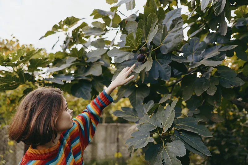 Girl child picking fig from tree in garden outdoor, reaching in colorful sweater to touch ripe fruit among large leaves, natural harvest and curious moment.