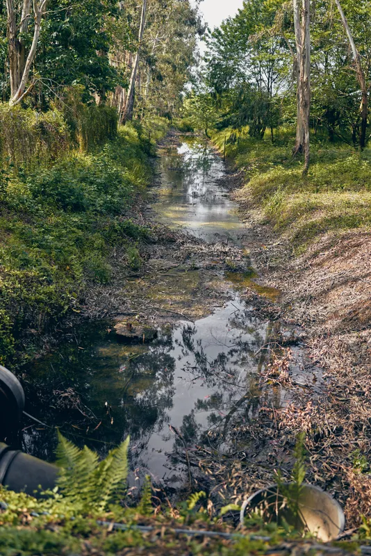 Stream and creek run through a forest with a small waterfall and calm pond, trees and reflection on water, lush nature, muddy banks, fallen leaves and ferns in a quiet woodland.