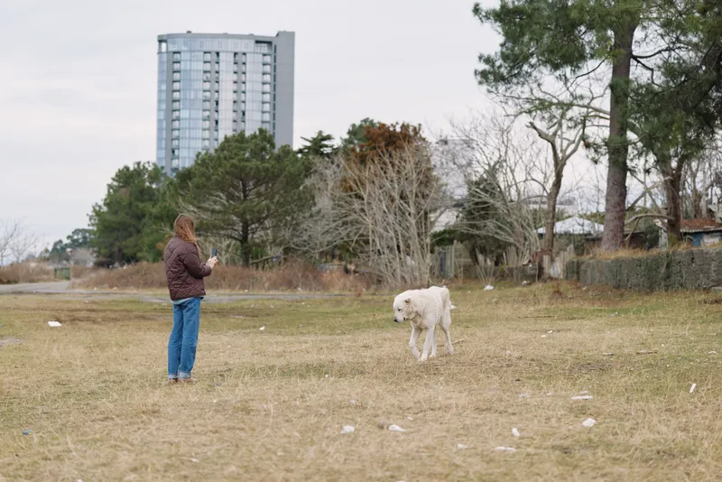 Dog, owner and a calm afternoon in an open field with a distant city building. A person and dog share outdoor activity and peaceful companionship.