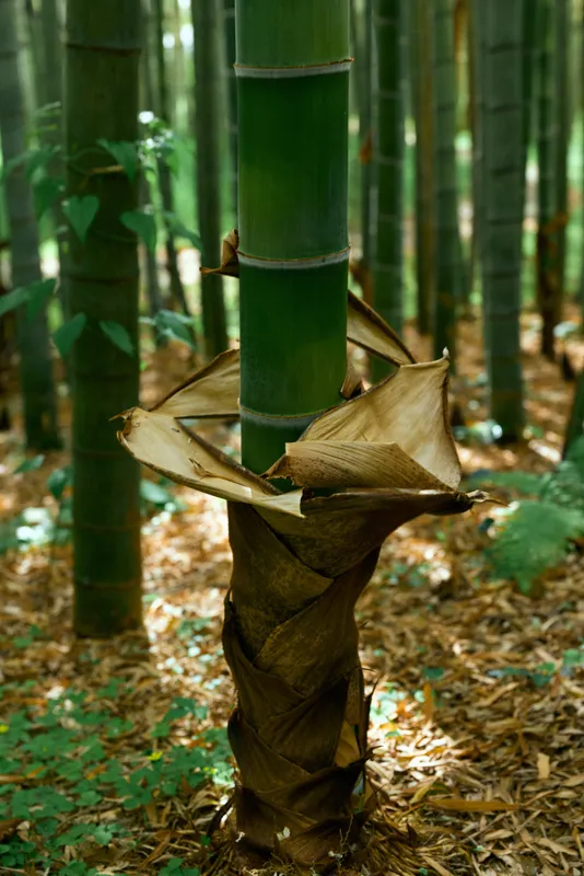Bamboo stalk in forest with dried sheath and leaf wrapping the trunk, closeup of green grove and natural texture, sunlight filtering through foliage in peaceful nature scene