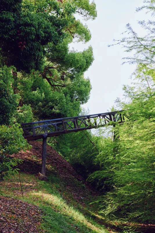 Bridge, forest, trees, greenery, pathway, hillside - Elevated rustic footbridge crosses a sunlit ravine in lush woodland, dense foliage, mossy slope and serene natural trail scene.